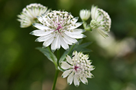 Astrantia major L.